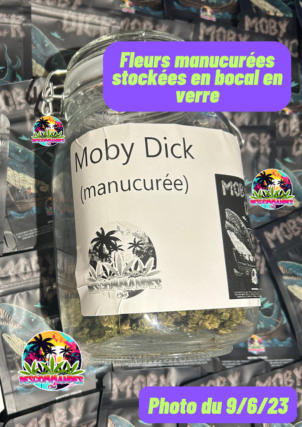 Moby Dick V3🐋