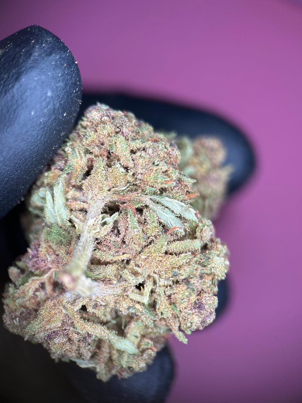 Purple Rain